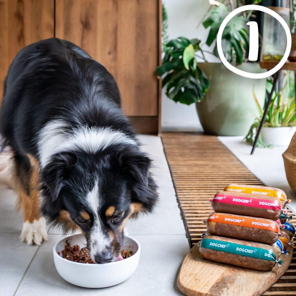 4 ways to provide your dog with mental stimulation at home - Dog Chef